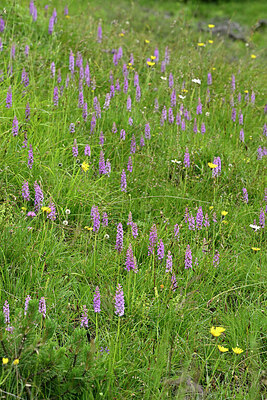 BUITEN BEELD Foto: 448876