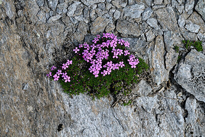 BUITEN BEELD Foto: 448881