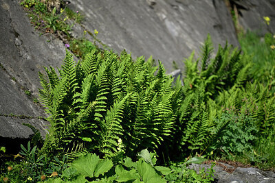 BUITEN BEELD Foto: 448882