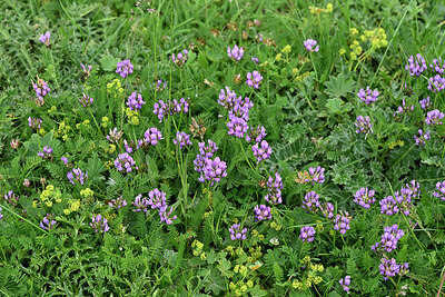 BUITEN BEELD Foto: 448883