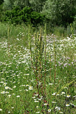 BUITEN BEELD Foto: 448888