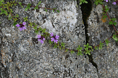 BUITEN BEELD Foto: 448892