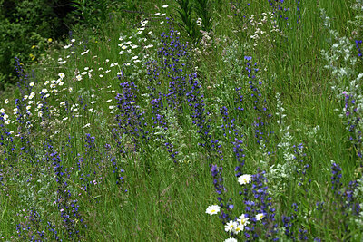 BUITEN BEELD Foto: 448905