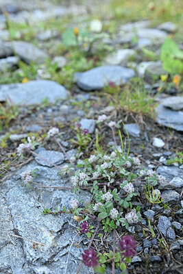 BUITEN BEELD Foto: 448906