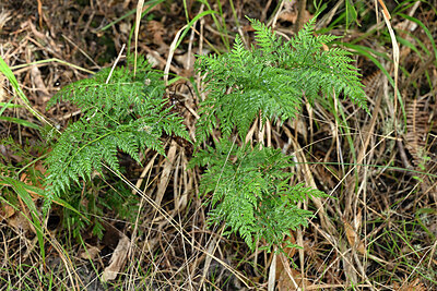 BUITEN BEELD Foto: 448907