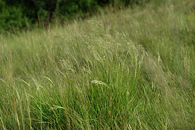 BUITEN BEELD Foto: 448908