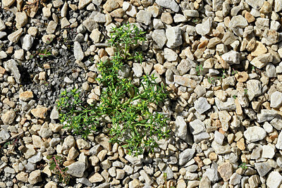 BUITEN BEELD Foto: 448913