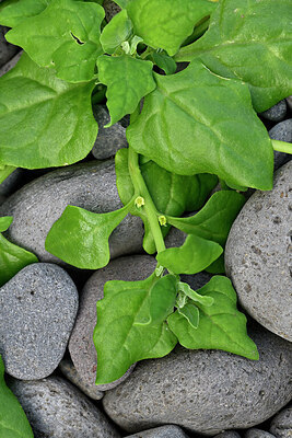 BUITEN BEELD Foto: 448921
