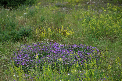 BUITEN BEELD Foto: 448927