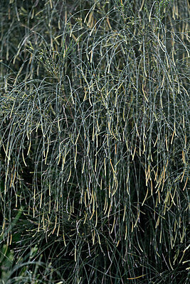 BUITEN BEELD Foto: 448936