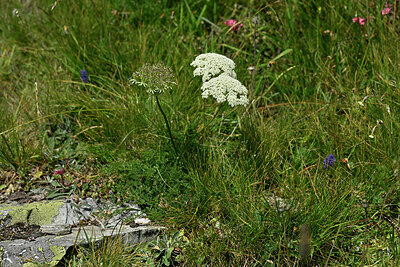 BUITEN BEELD Foto: 448940