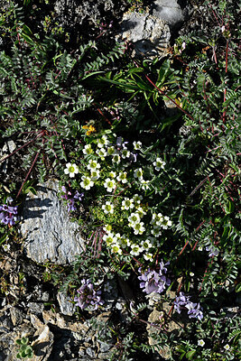 BUITEN BEELD Foto: 448943