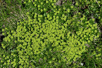 BUITEN BEELD Foto: 448949