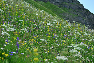 BUITEN BEELD Foto: 448957