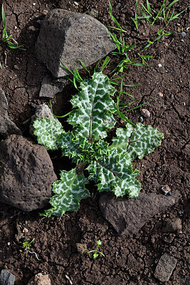 BUITEN BEELD Foto: 448964