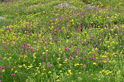 BUITEN BEELD Foto: 448966