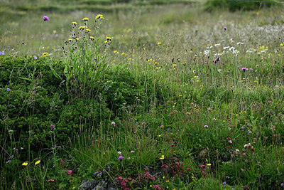 BUITEN BEELD Foto: 448973