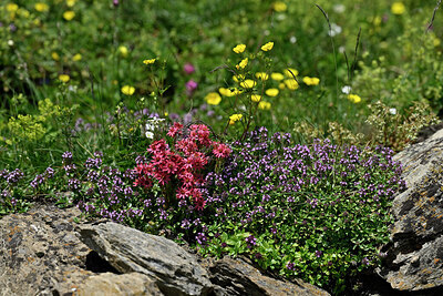 BUITEN BEELD Foto: 448978