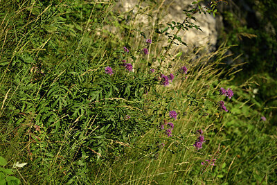 BUITEN BEELD Foto: 448980