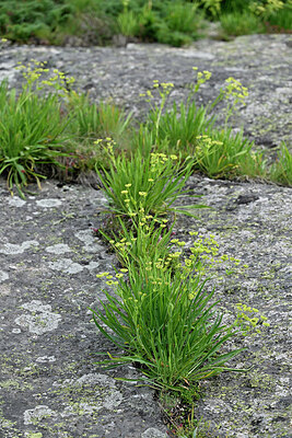 BUITEN BEELD Foto: 448988