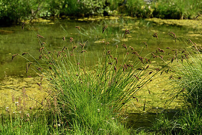 BUITEN BEELD Foto: 448997