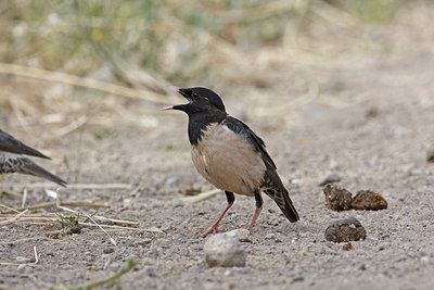 BUITEN BEELD Foto: 44003