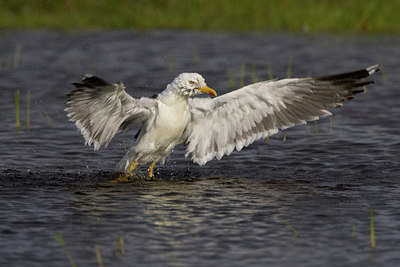 BUITEN BEELD Foto: 44023