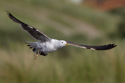 BUITEN BEELD Foto: 44025