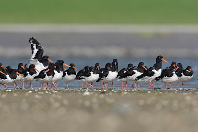 BUITEN BEELD Foto: 44033