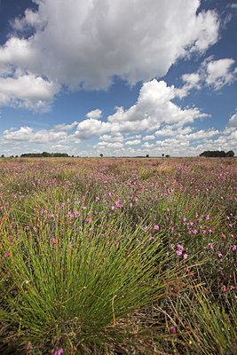 BUITEN BEELD Foto: 44039