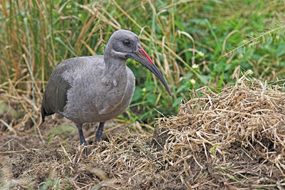 BUITEN BEELD Foto: 44044