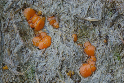 BUITEN BEELD Foto: 44097