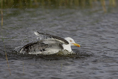 BUITEN BEELD Foto: 44118