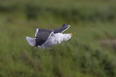 BUITEN BEELD Foto: 44119