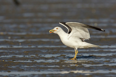 BUITEN BEELD Foto: 44121