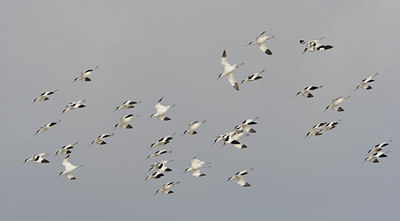 BUITEN BEELD Foto: 44122