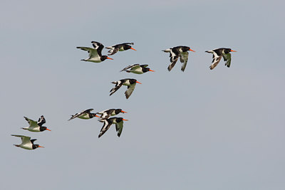 BUITEN BEELD Foto: 44129