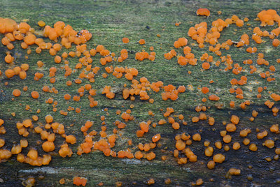 BUITEN BEELD Foto: 44139
