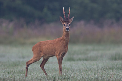 BUITEN BEELD Foto: 44155