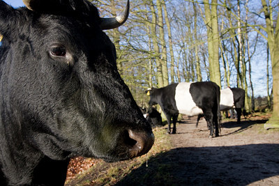 BUITEN BEELD Foto: 44181