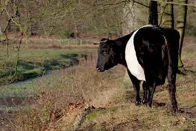 BUITEN BEELD Foto: 44185