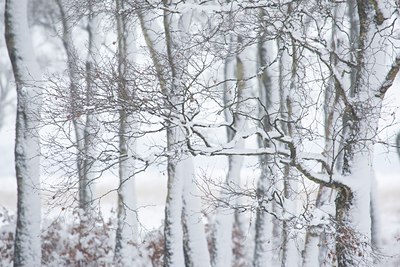 BUITEN BEELD Foto: 44206