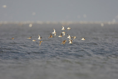 BUITEN BEELD Foto: 44261