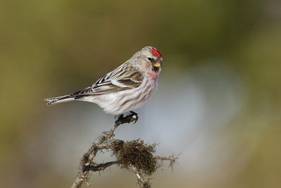 BUITEN BEELD Foto: 44263