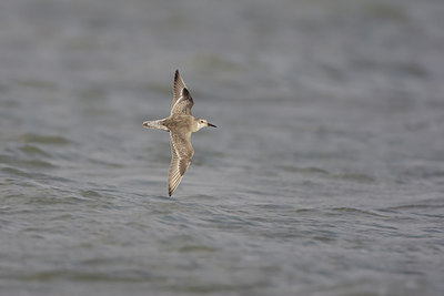 BUITEN BEELD Foto: 44268