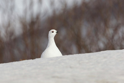 BUITEN BEELD Foto: 44273