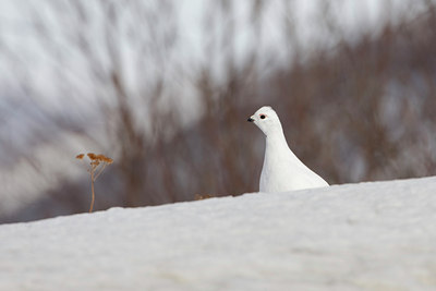BUITEN BEELD Foto: 44274