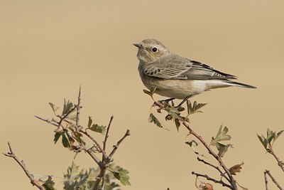 BUITEN BEELD Foto: 44283