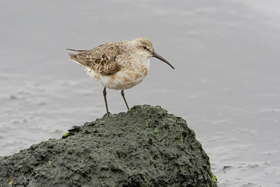 BUITEN BEELD Foto: 44321