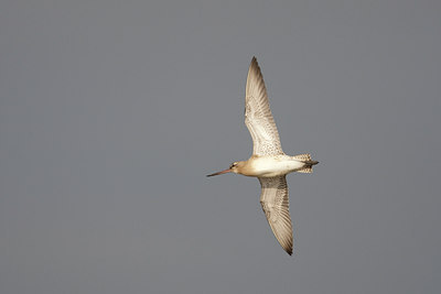 BUITEN BEELD Foto: 44325